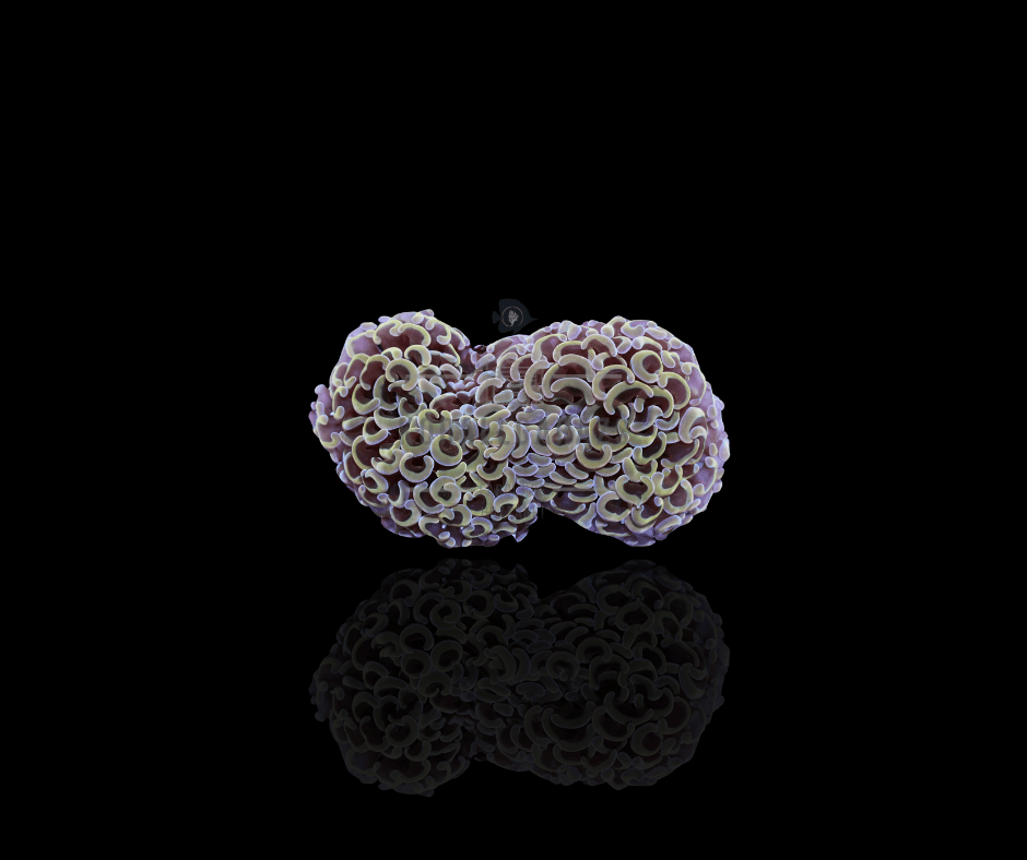 Euphyllia ancora (Colored stem)